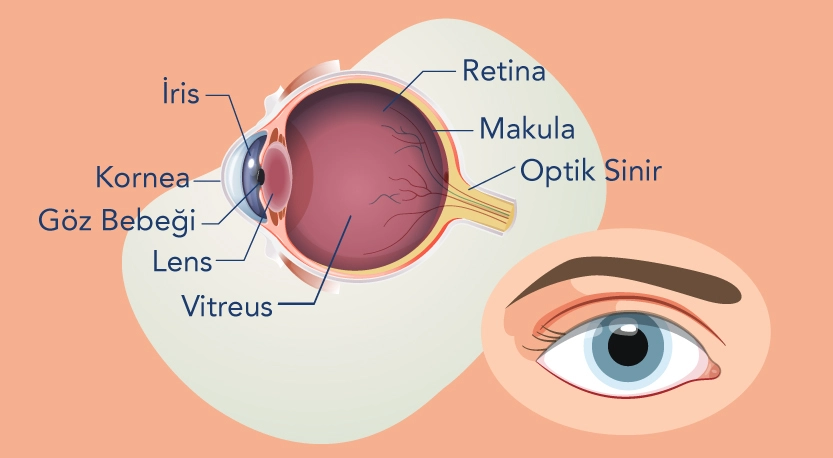 Gözün Görmeyi Sağlayan Kısımları