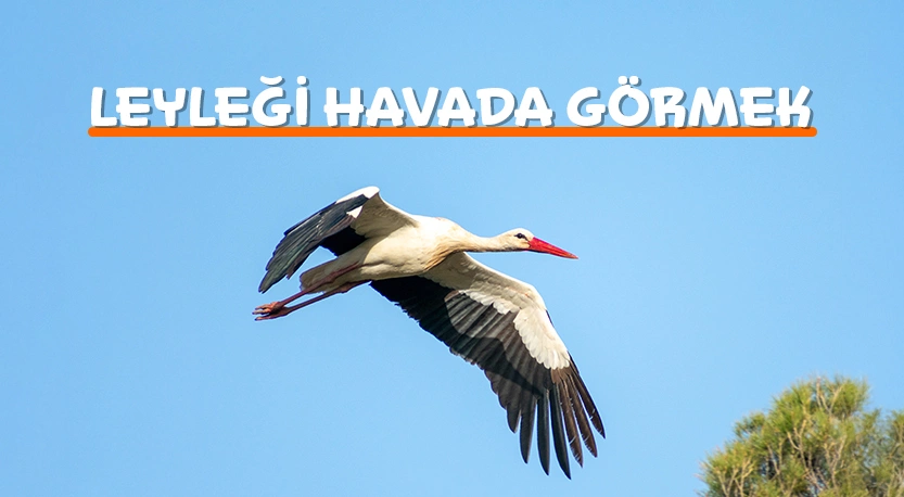 Görmek ile İlgili Sözleri Kelime Anlamları ile Yorumla